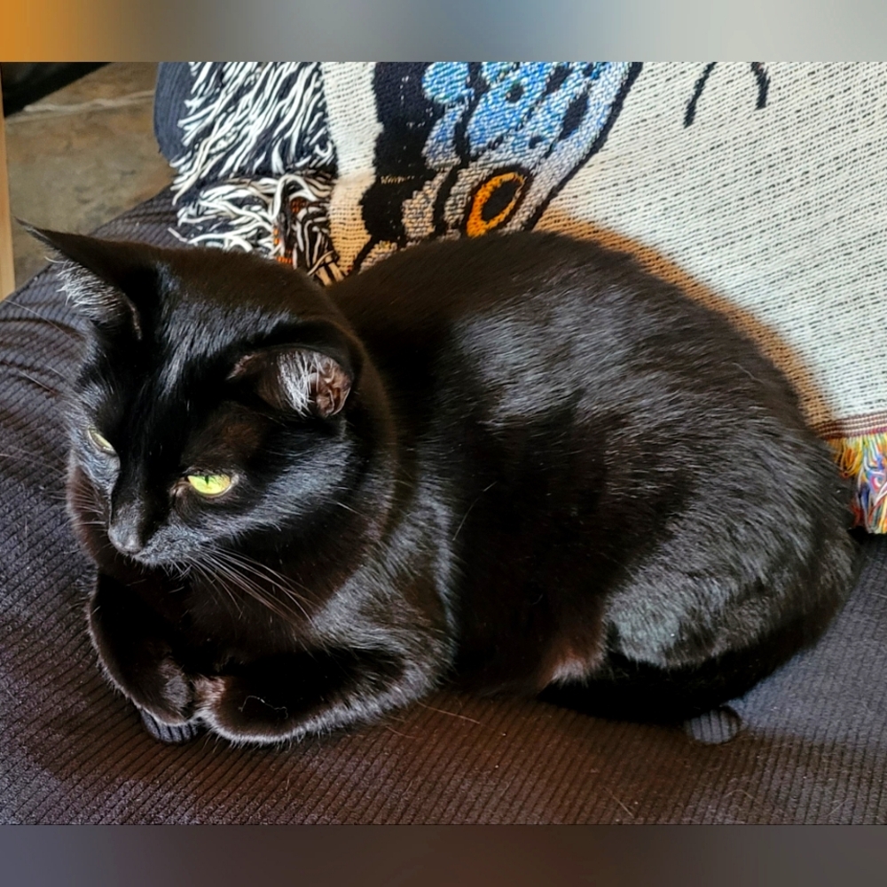 Meet your Posher, Ellanin